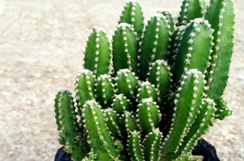  data-cke-saved-src=http___img0.912688.com_B7D286D5B5AC0DA97041F91524880A98.jpg_imageMogr2_gravity_NorthWest_crop_660x660_quality_90&refer=http___img0.912688_副本.jpg src=http___img0.912688.com_B7D286D5B5AC0DA97041F91524880A98.jpg_imageMogr2_gravity_NorthWest_crop_660x660_quality_90&refer=http___img0.912688_副本.jpg
