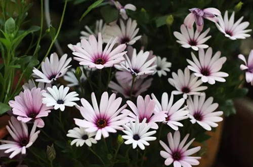 u=2318526127,1030224655&fm=253&fmt=auto&app=138&f=JPEG.webp_副本.jpg